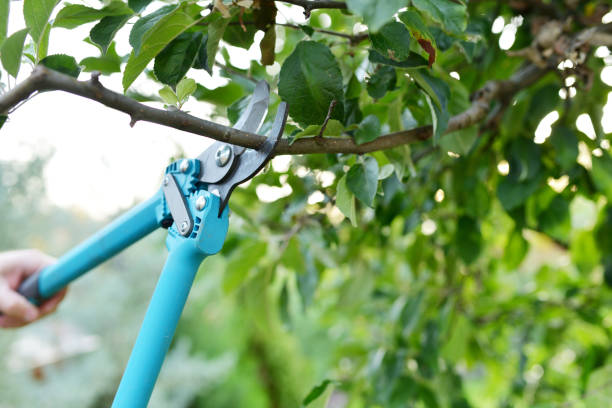 Best Tree Care Services  in High Rolls, NM